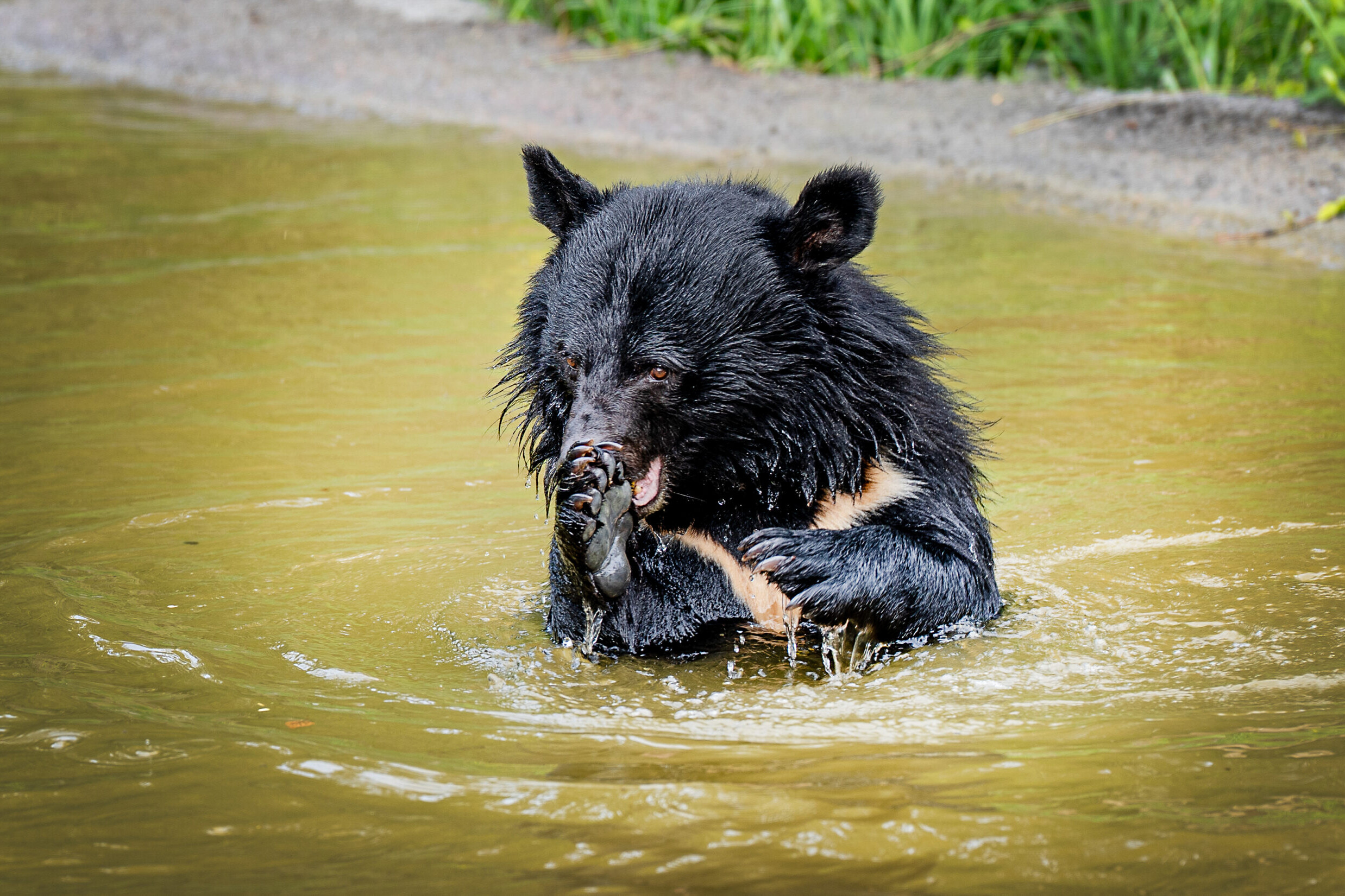 Galdebjørne i vand, Knuthenborg Safaripark