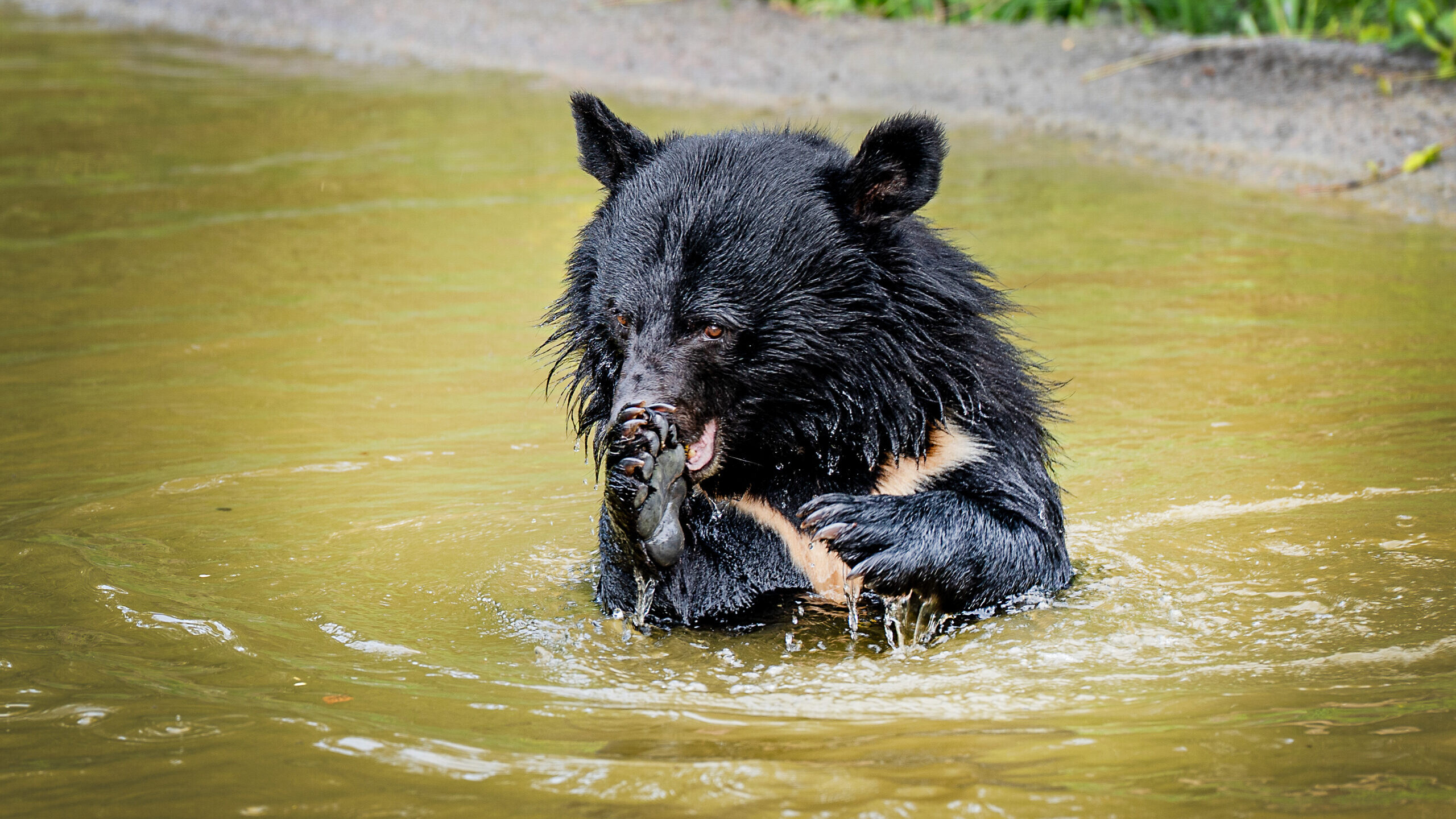 Galdebjørne i vand, Knuthenborg Safaripark