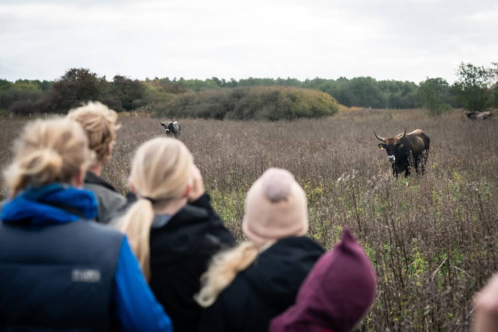Børn står i landskabet med tauros-okser i baggrunden.