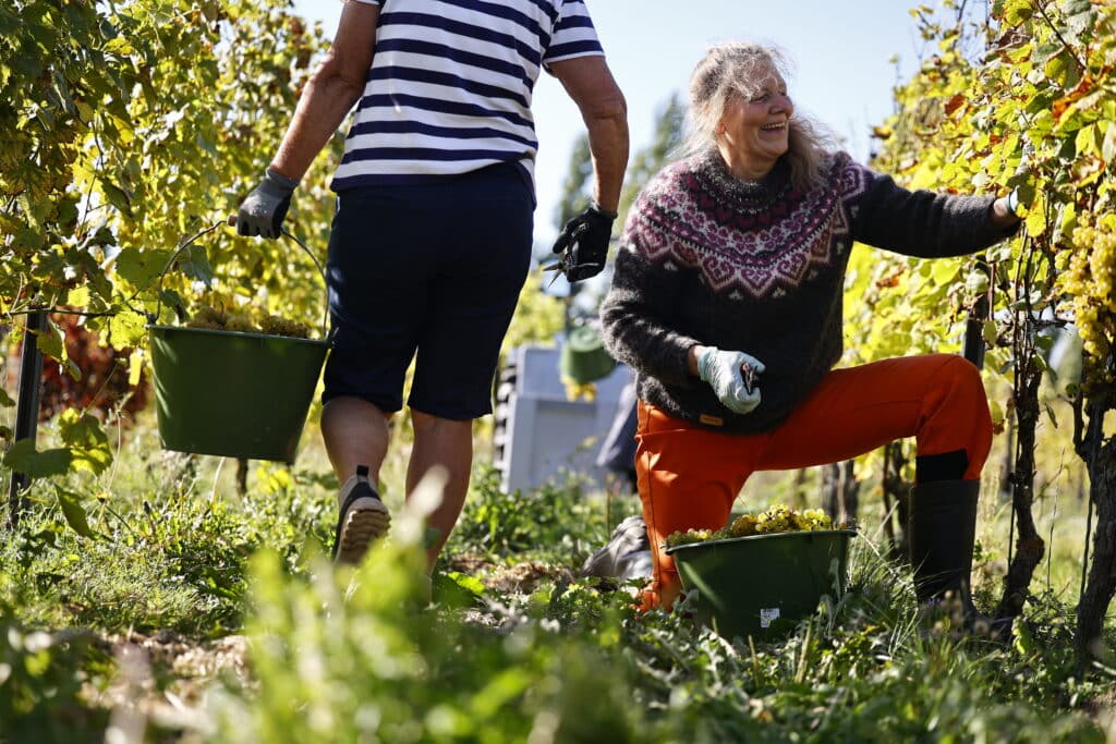 de høster dansk vin på Fejø